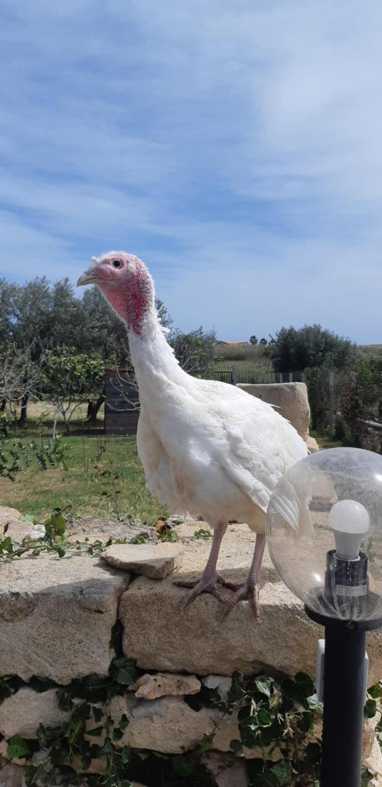 Casa Le Gebbie Villa Marzamemi Dış mekan fotoğraf