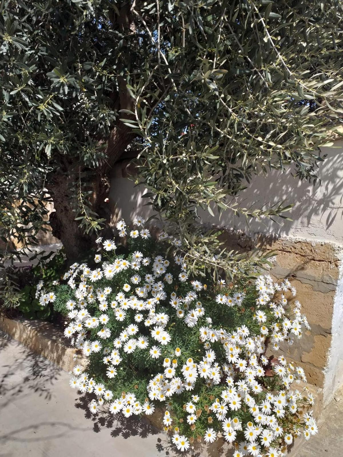 Casa Le Gebbie Villa Marzamemi Dış mekan fotoğraf